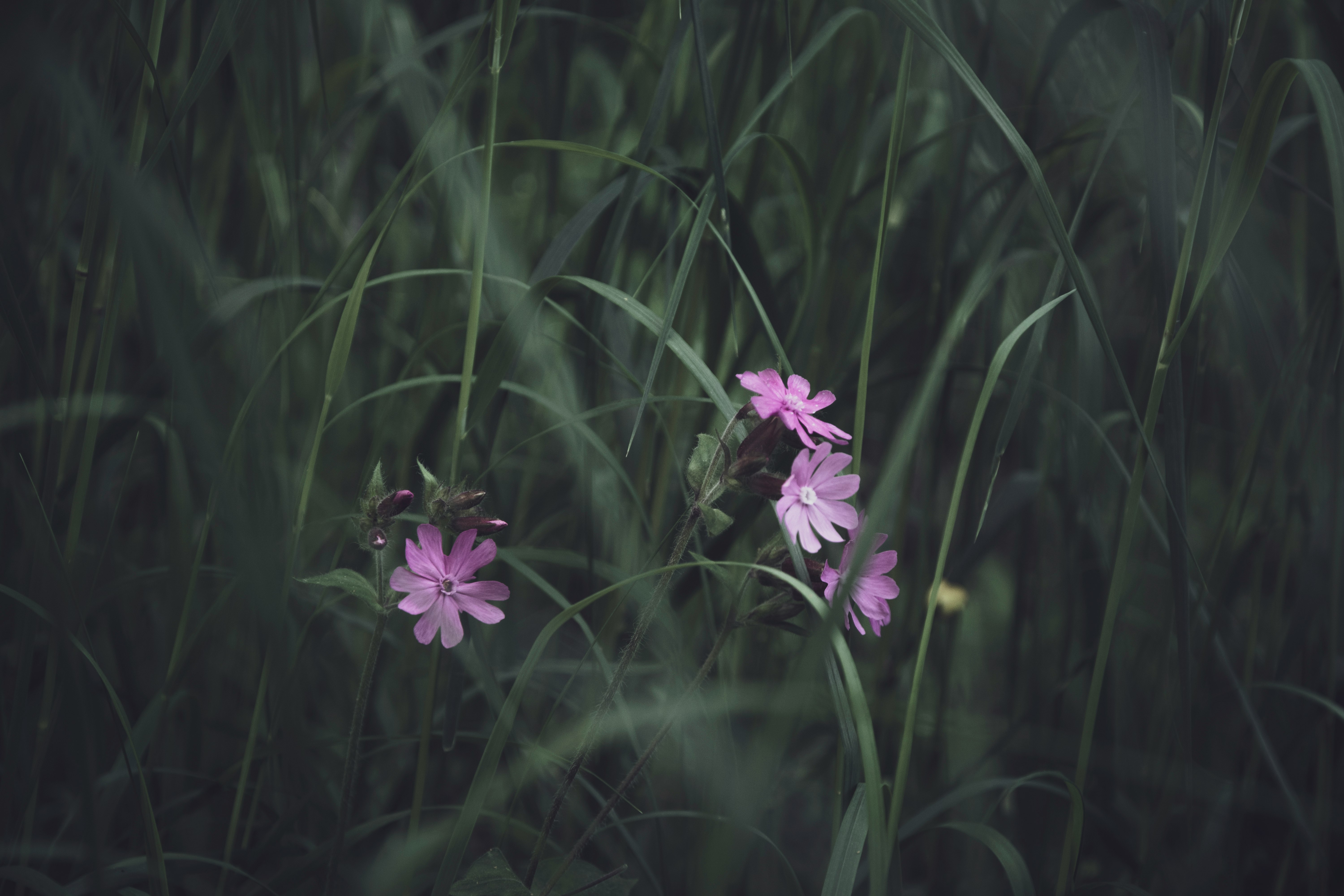 green-leafed purple-petaled flowering plant